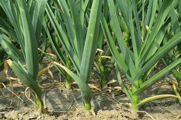 温室大棚蔬菜种植,如何施底肥？