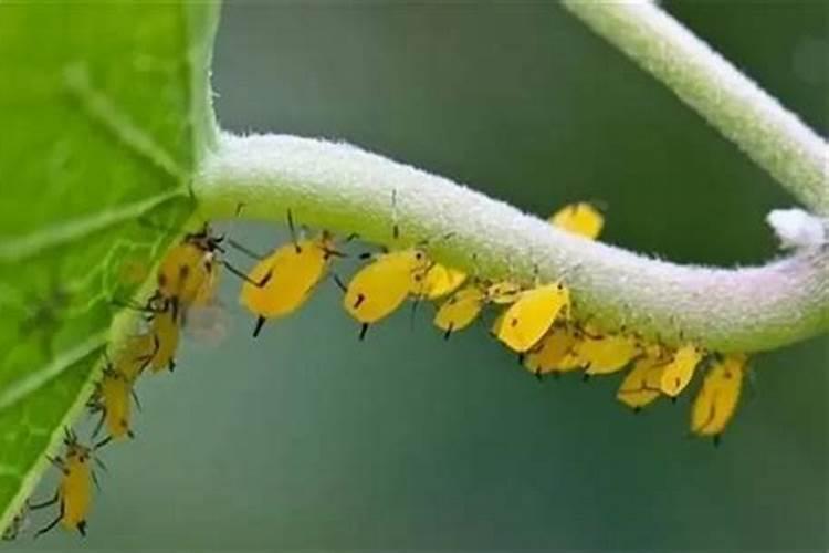为什么菜园子会蚜虫爆发果园菜园子蚜虫爆发