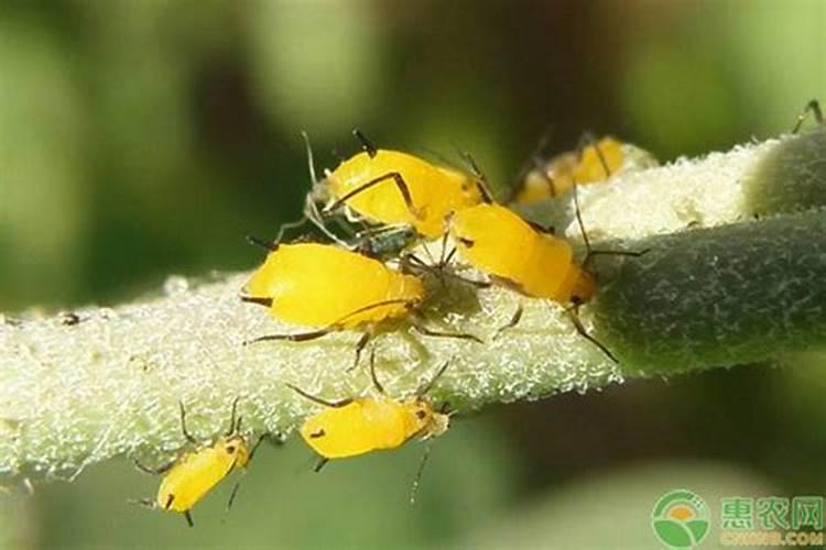 芽虫是如何产生的