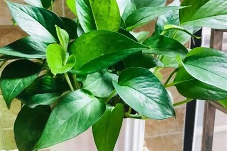 水养绿萝怎么施肥