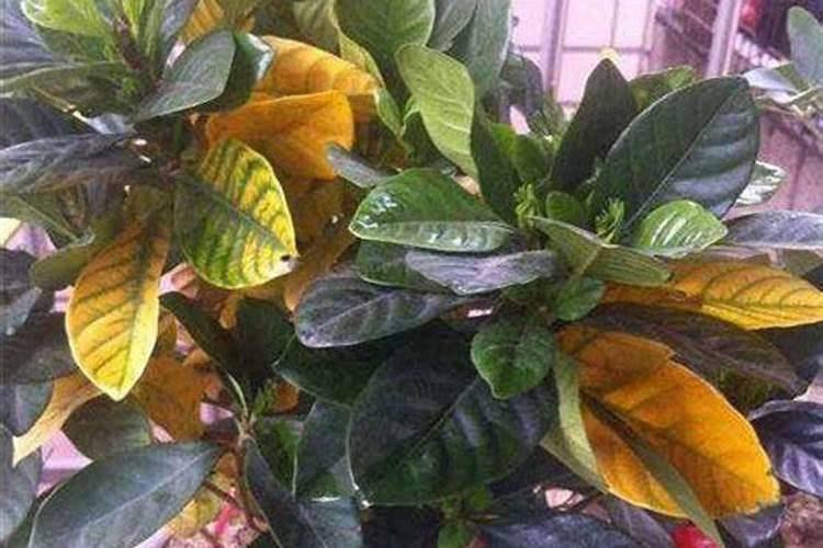 鱼鳞和鱼肠做肥料的话哪个更好使？