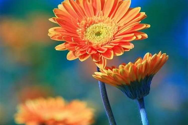 如何给荷花施肥 怎样给荷花施肥