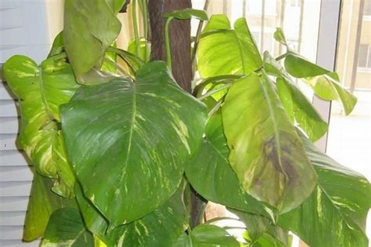 绿萝为什么有臭味