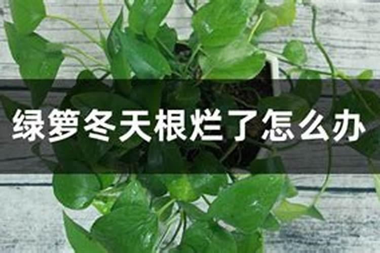 生根剂用多了对植物有害吗