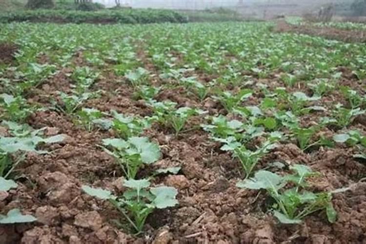 复合肥怎么区分好坏？