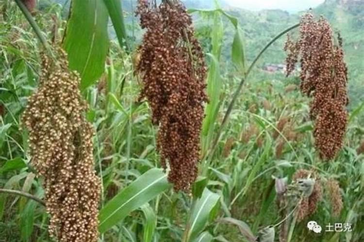 平菇高粱原种里面加多少磷酸二氢钾合适？