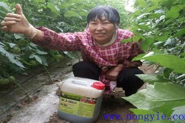 番茄结果期要施什么肥