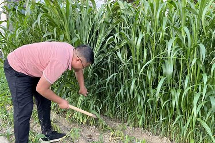 种高粱用什么化肥好 怎么施肥效果好