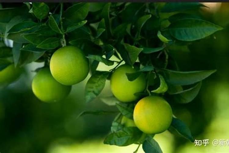 茶苗移栽多久可以施肥