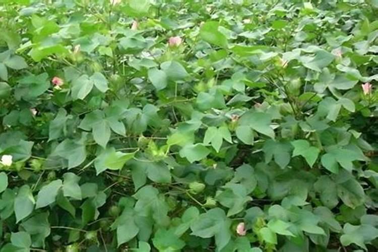 一六年棉花怎样种植才能高产