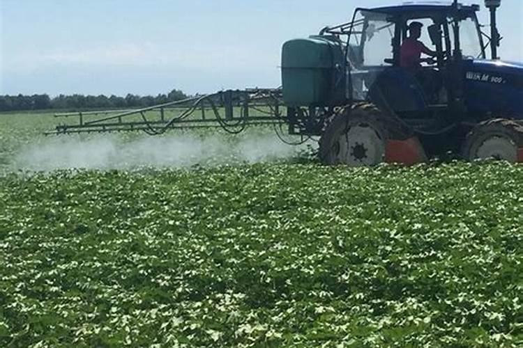 苹果树小叶病怎么治我种的树基本都有小叶病