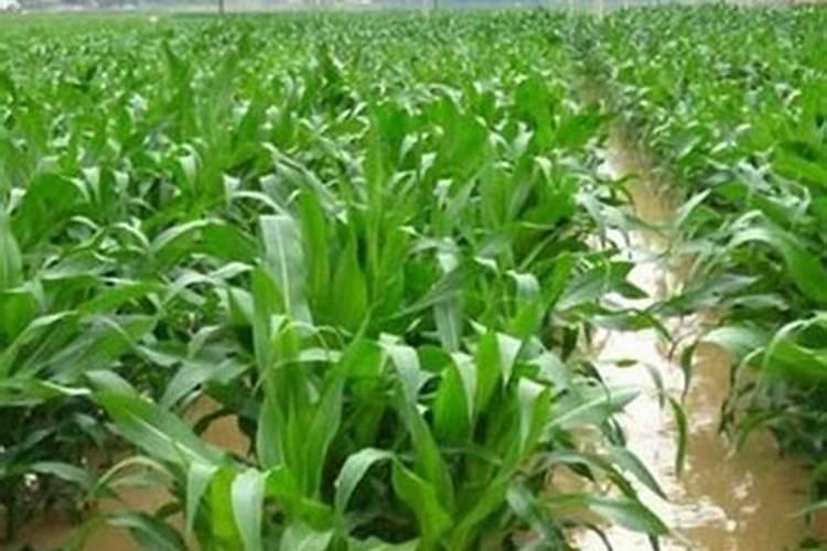 玉米被水淹黄怎么办玉米叶面肥有哪些好