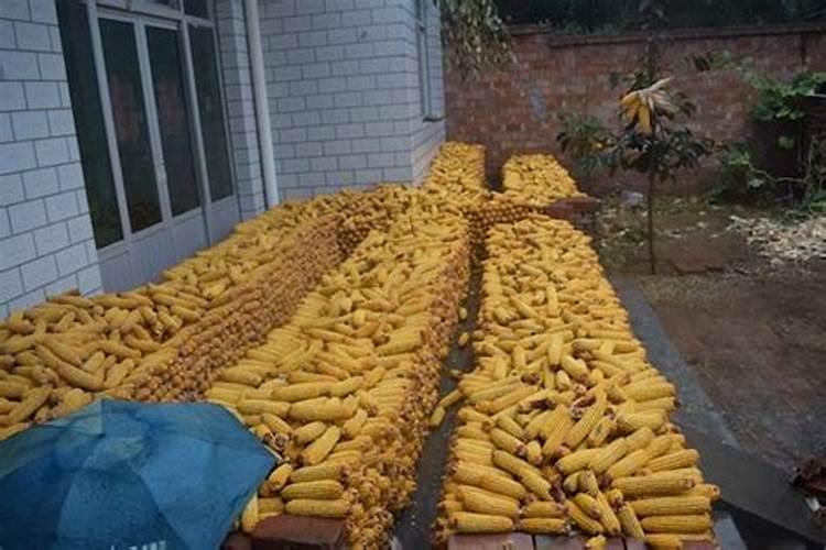 玉米被水淹黄怎么办玉米叶面肥有哪些好