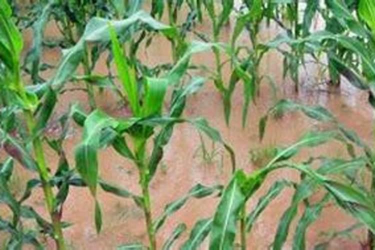 玉米水涝发黄喷什么叶面肥