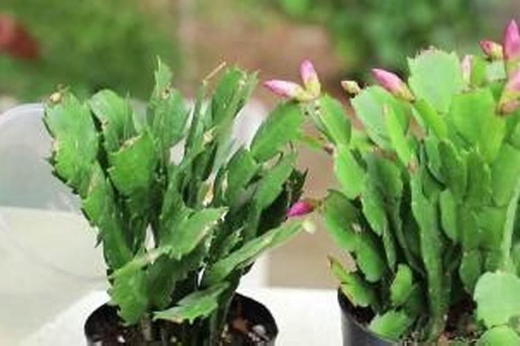 蟹爪兰度夏都有哪些技巧