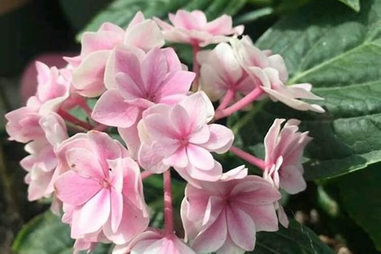 绣球花什么时候浇磷酸二氢钾