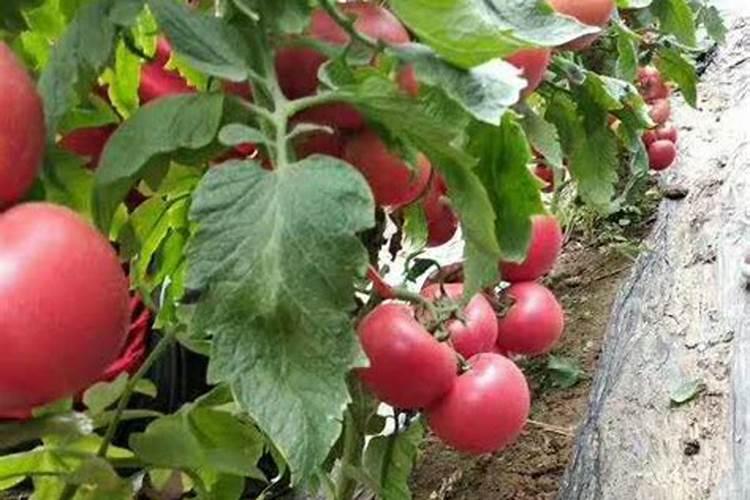 玉兰花喜阴还是喜阳？