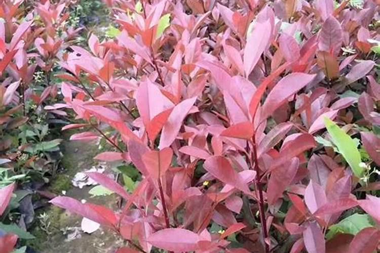 黄玉兰怎么养护？