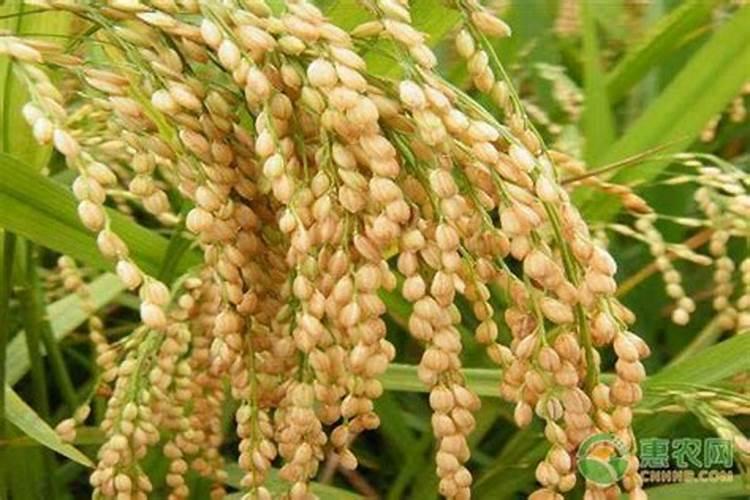 糯米条的养殖方法及注意事项