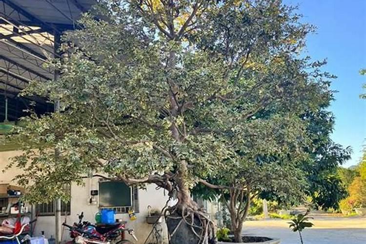 厨余垃圾水溶肥的制作与使用