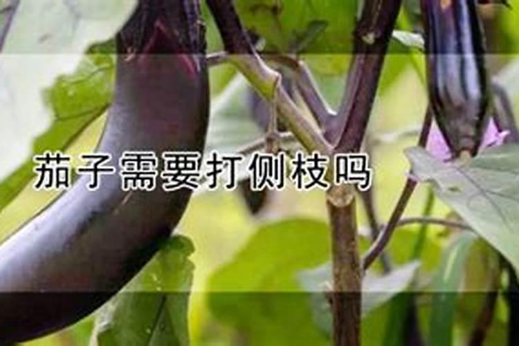 桂花叶面喷的叶面肥适用于其它植物吧