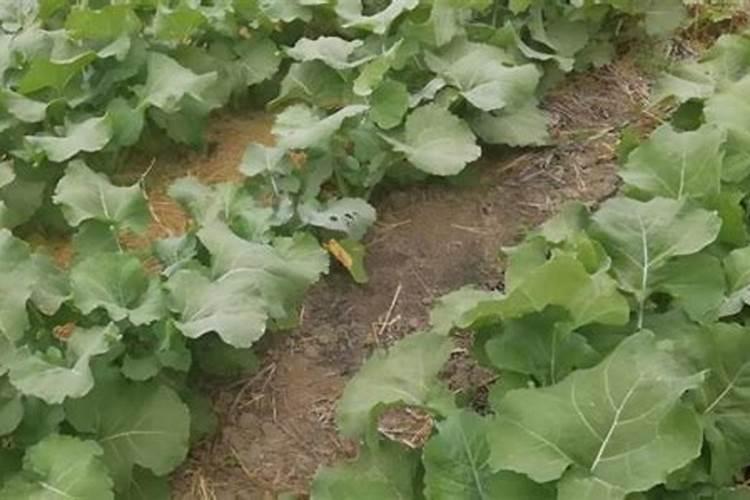 油菜施什么肥料最好