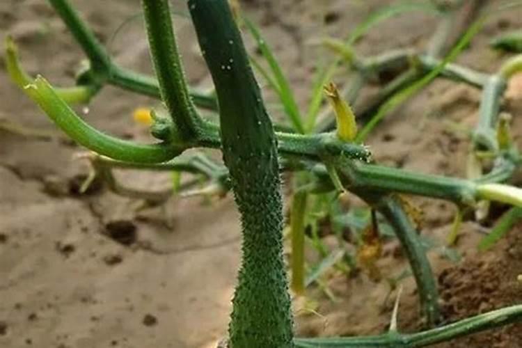 不足,很多养花者会施肥过量,导致植物遭遇肥害怎么办