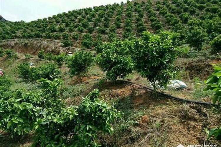 何时种植春兰比较合理？