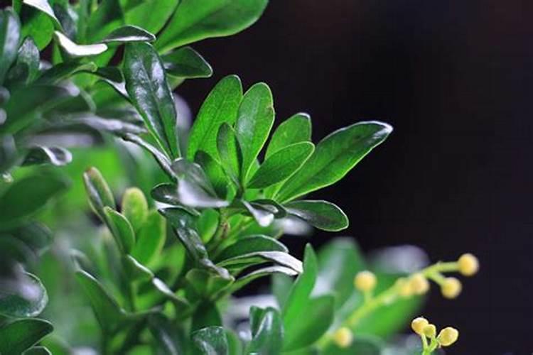 米兰花怎么浇水施肥