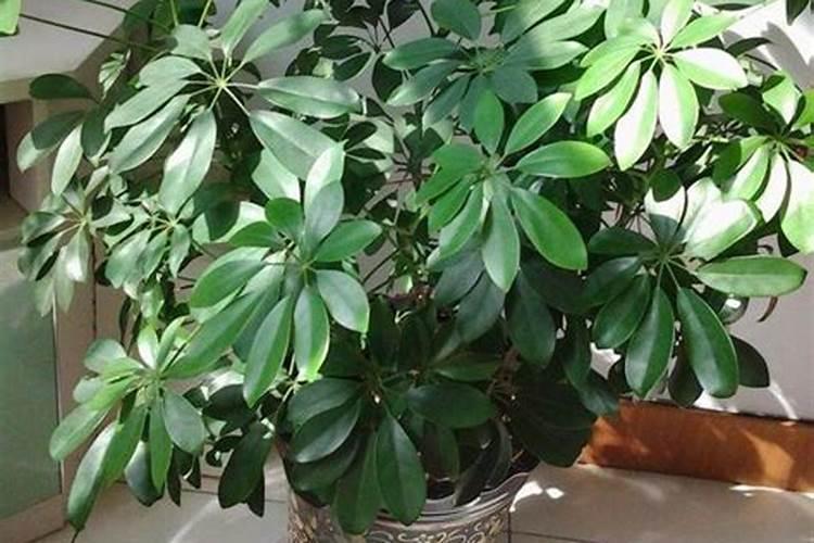 什么牌子水是弱碱性水