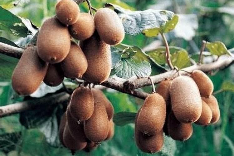 芋头追肥用什么肥料好