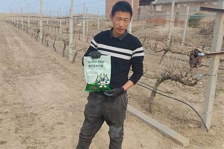 葡萄叶子中间发红怎么办