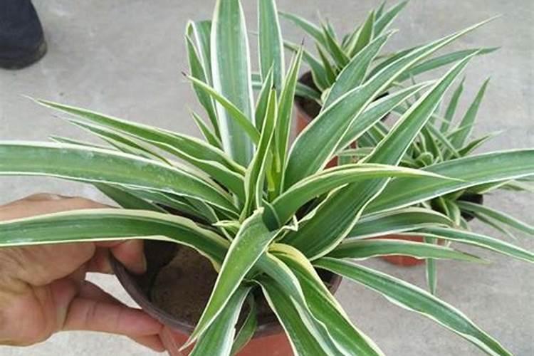 牡丹吊兰施什么肥 牡丹吊兰怎么施肥