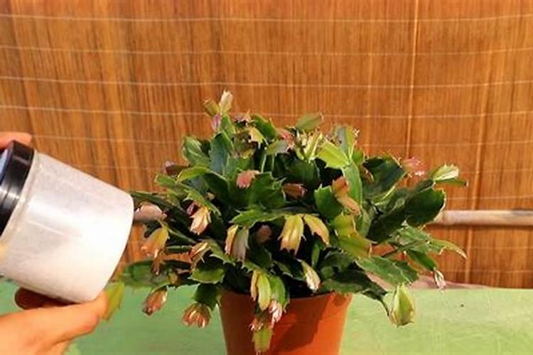 蟹爪兰怎样施肥最好