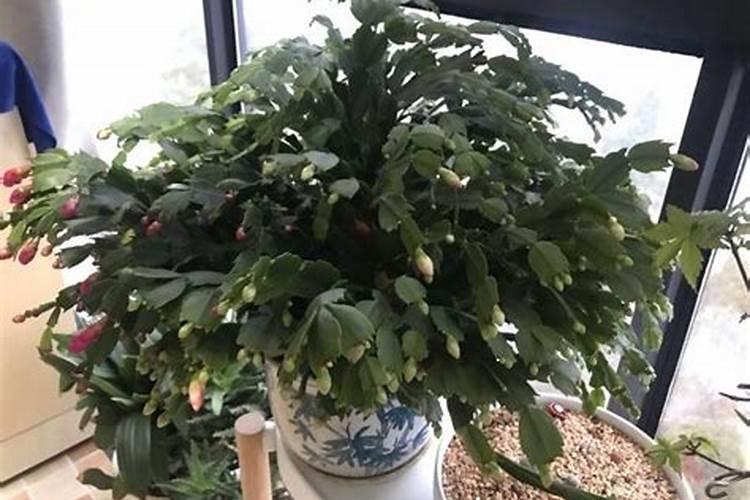 水溶肥在土壤里的肥效多长时间