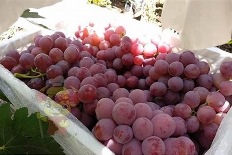 葡萄增产哪个水溶肥好？掌握施肥方案