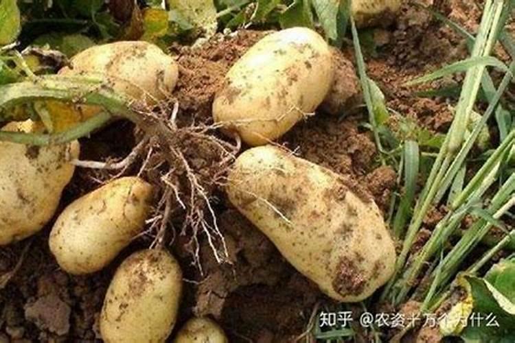 醋酸钙胶囊的最佳服用时间