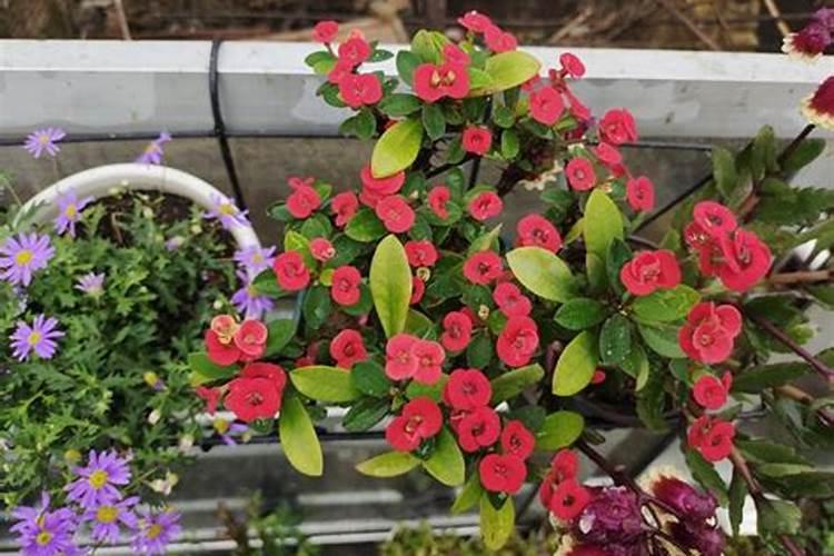 水溶肥的使用方法和注意事项 水溶肥有哪些