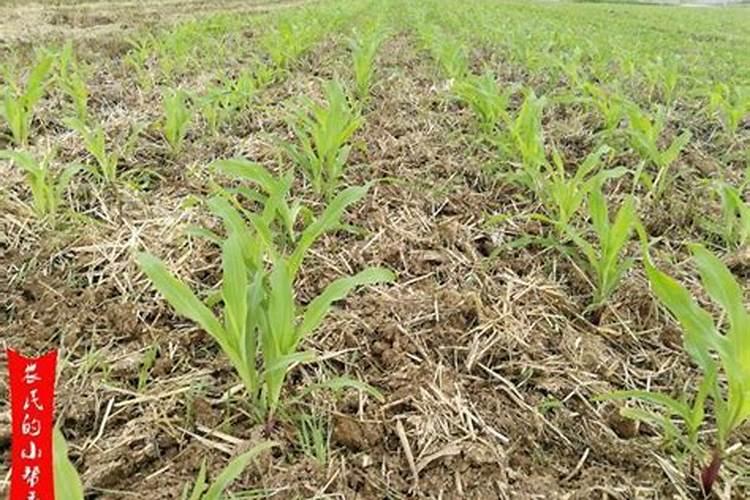 石榴坐果后如何施肥才能长得又大又甜？