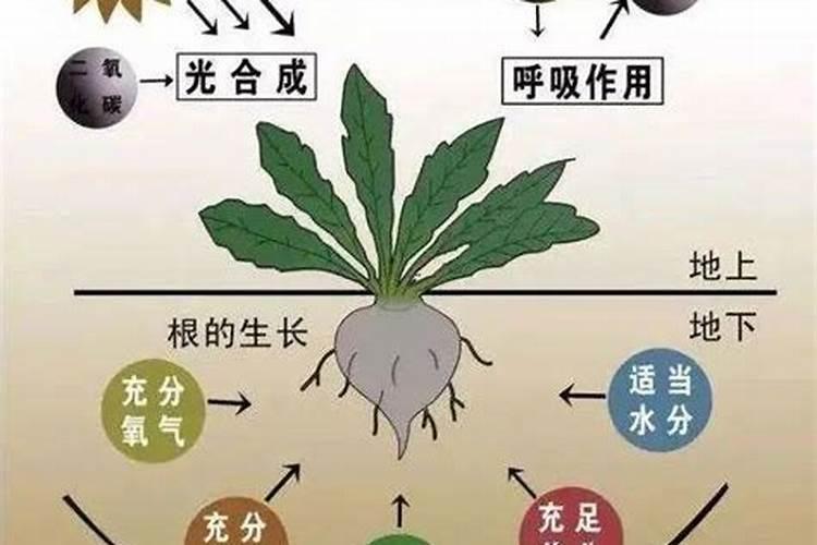 氮肥有哪些作用