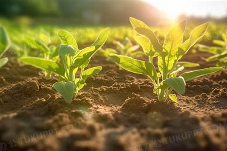 种地选肥纠结症？有机肥化肥大 PK？？帮你一键解决