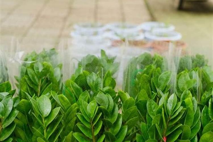 水溶肥浇地的方法