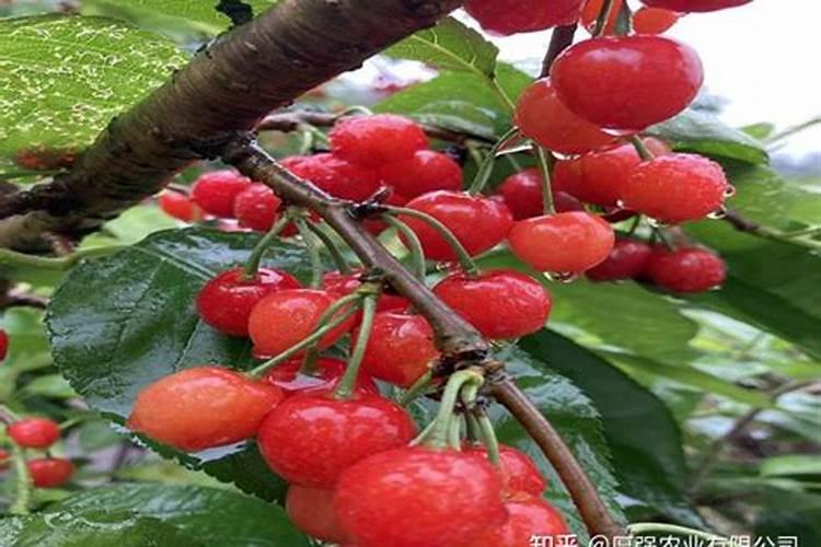 什么肥料抓到玉米地里不用胶水