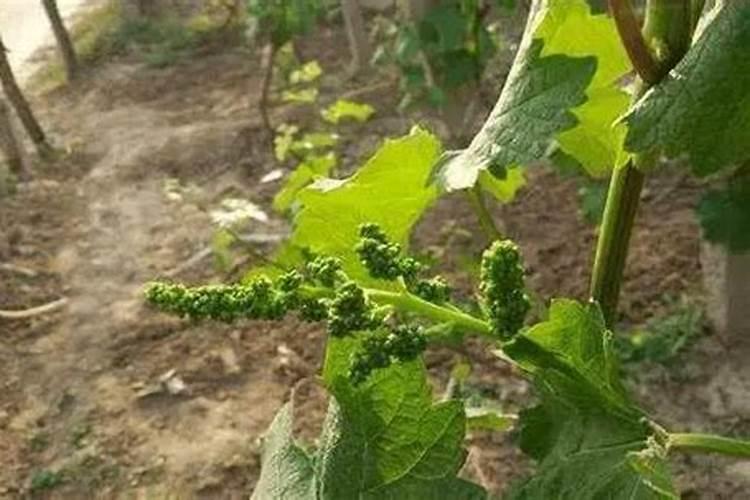 露天黄瓜苗受冻后能浇水吗？