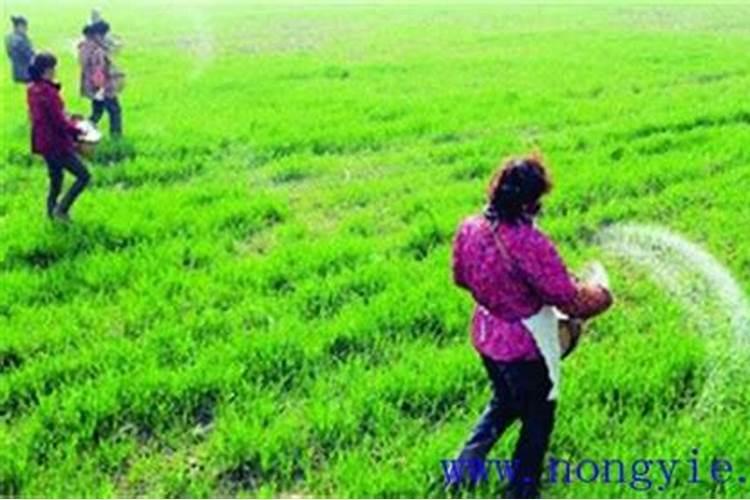 甜瓜施肥有哪些注意事项