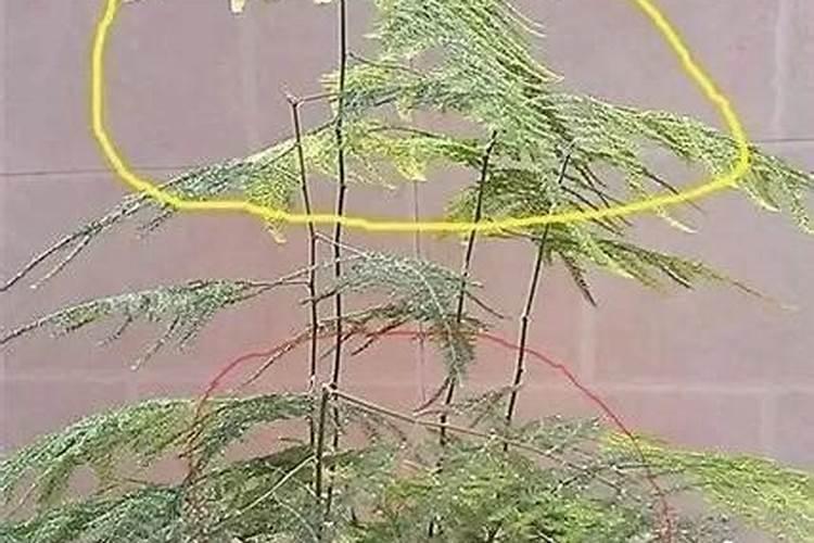 文竹黄叶如何浇水施肥可以尽快恢复