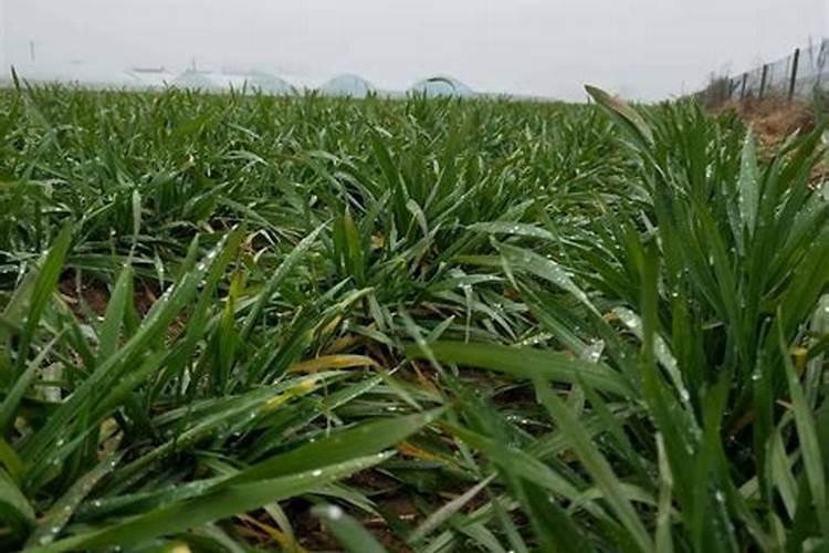 苹果树春季施什么肥好