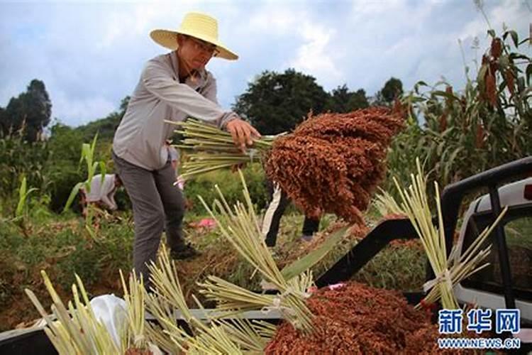高粱打药后怎么管理