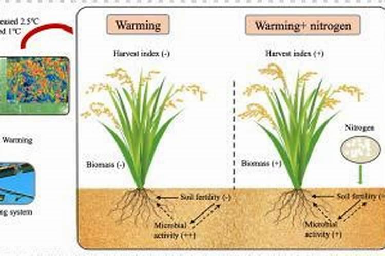 下过雨的草莓苗打什么药