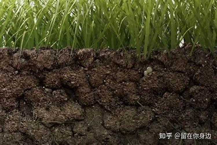 重复种花生的地施什么药防重茬